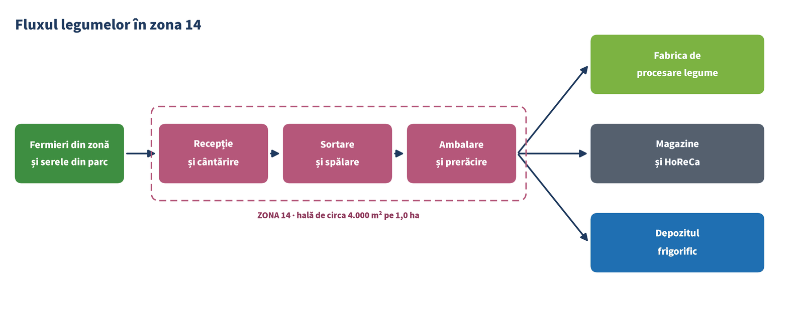Fluxul legumelor în zona 14: fermieri și sere, recepție, sortare și spălare, ambalare și prerăcire, apoi fabrica, magazinele și depozitul frigorific